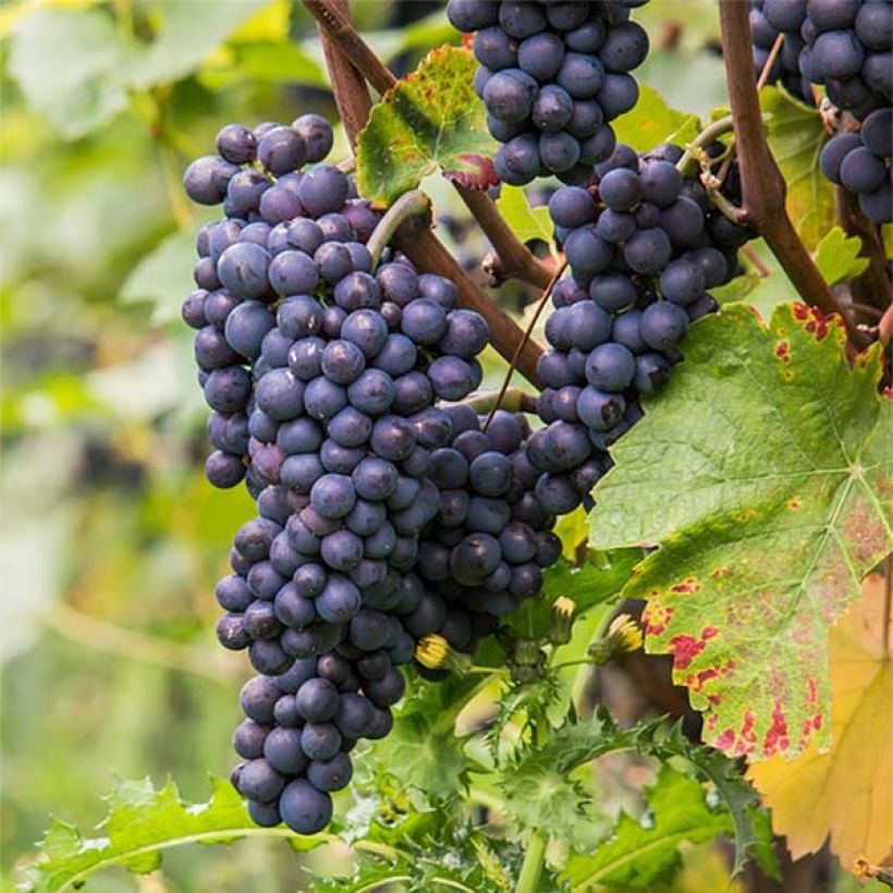 Aitoviiniköynnös Pinot Noir (Sadonkorjuu)