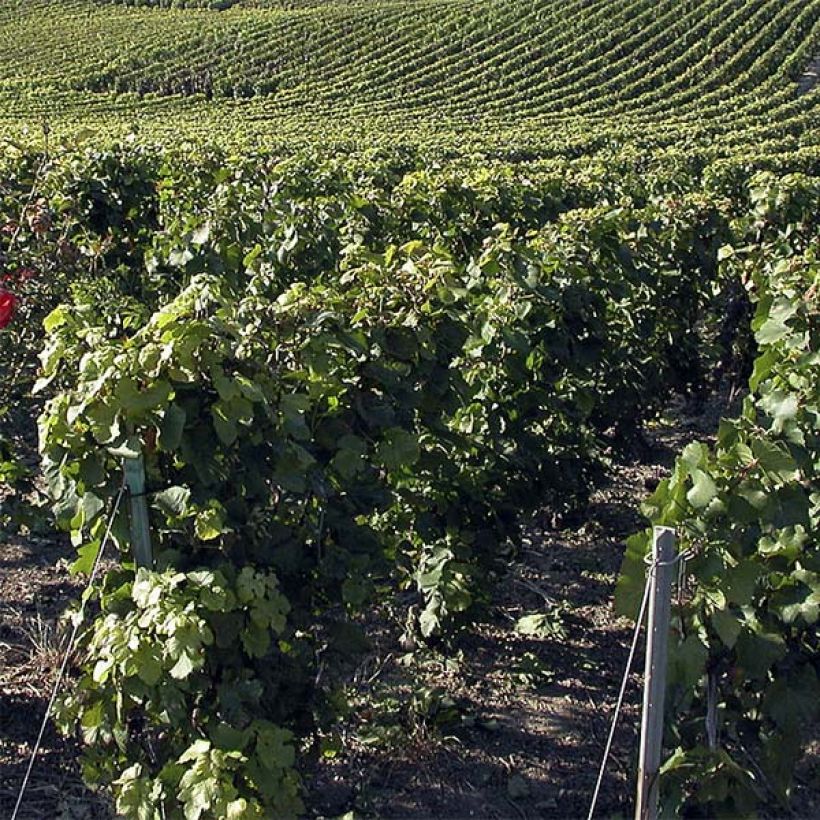 Aitoviiniköynnös Pinot Noir (Kasvutapa)