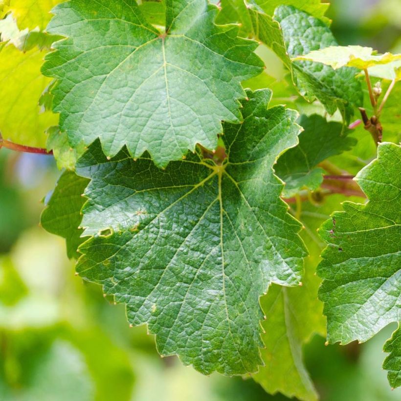 Aitoviiniköynnös Riesling (Lehvistö)
