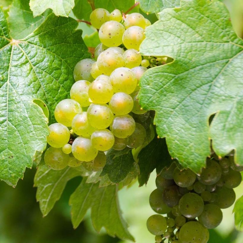 Aitoviiniköynnös Riesling (Sadonkorjuu)