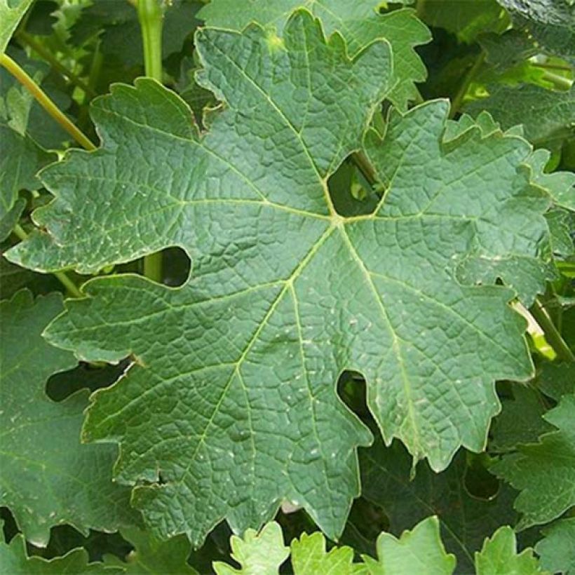 Aitoviiniköynnös Sauvignon Blanc (Lehvistö)