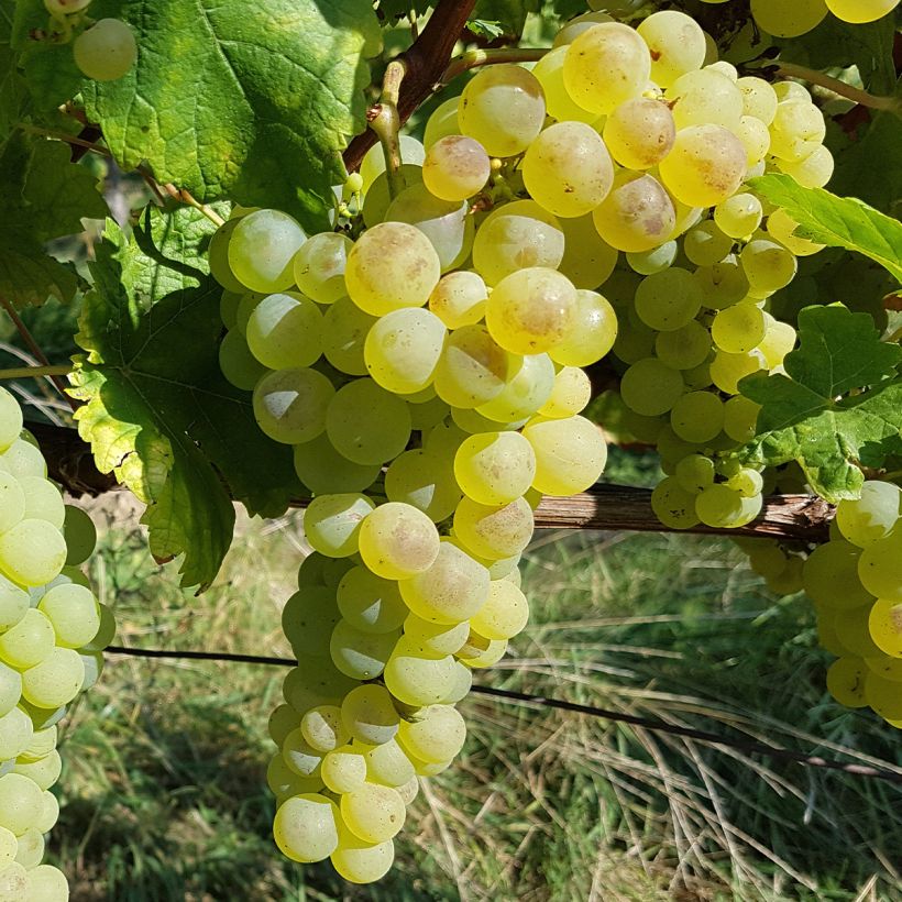 Aitoviiniköynnös Chasselas de Fontainebleau (Sadonkorjuu)