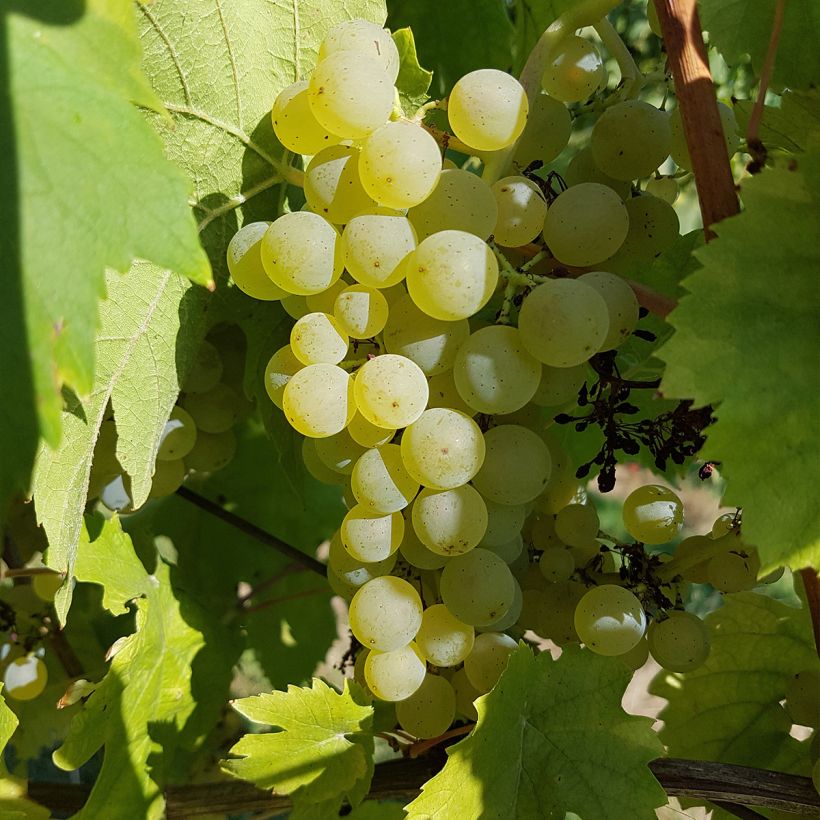 Aitoviiniköynnös Chasselas Cioutat (Sadonkorjuu)