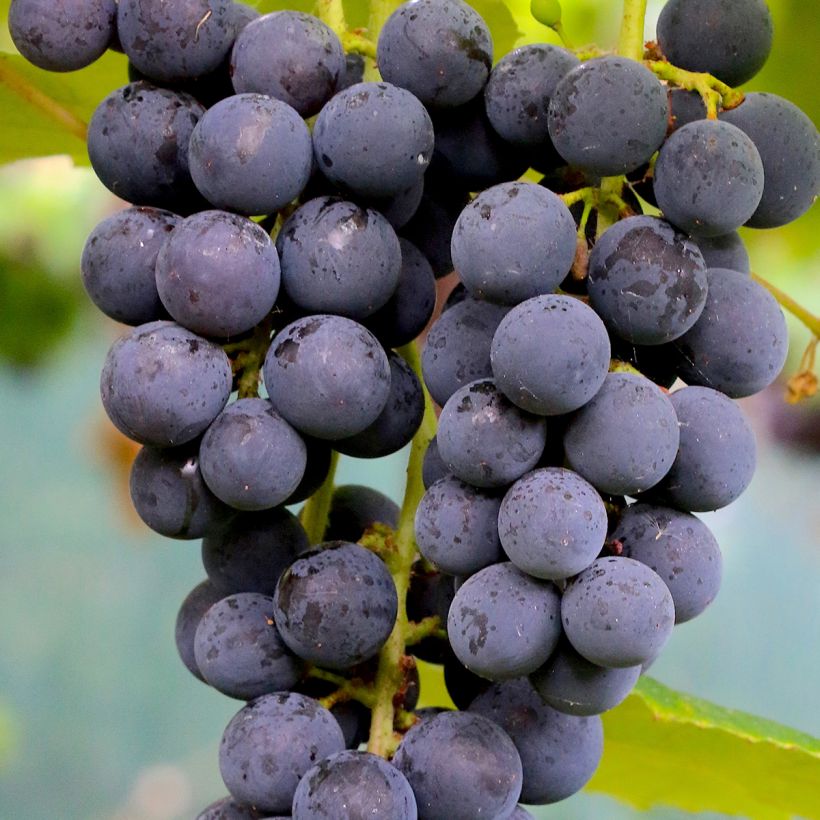 Aitoviiniköynnös Muscat Rouge de Madère (Sadonkorjuu)