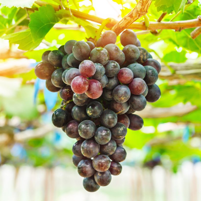 Aitoviiniköynnös Petit Verdot (Sadonkorjuu)