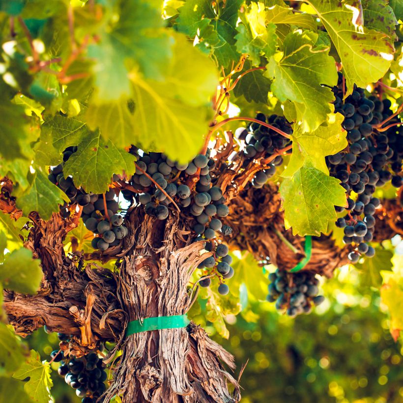 Aitoviiniköynnös Petit Verdot (Kasvutapa)
