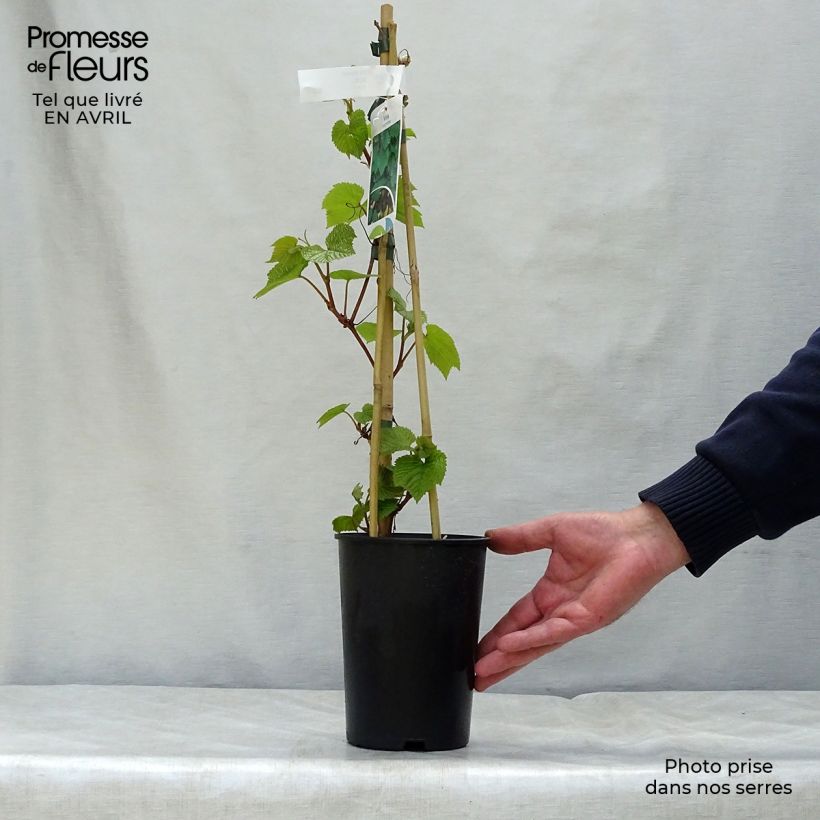 Esimerkki keväällä toimitetusta Ruosteviini - Vitis coignetiae Pot de 2L/3L-taimesta