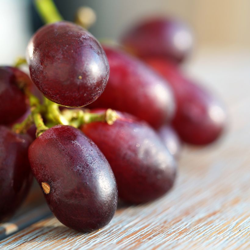 Aitoviiniköynnös Crimson Seedless (Sadonkorjuu)