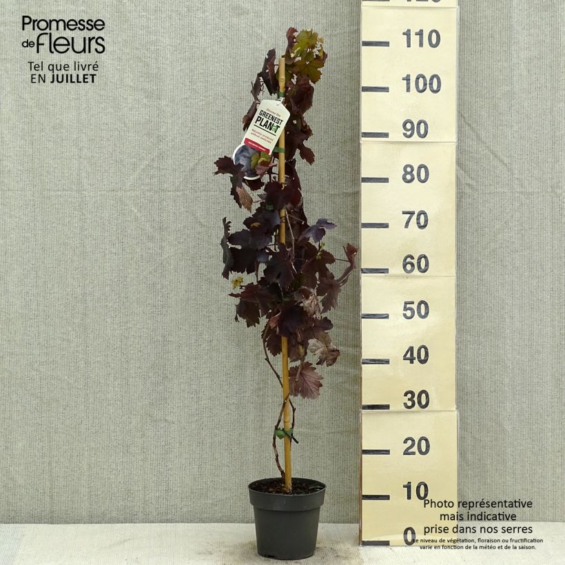 Esimerkki kesällä toimitetusta Aitoviiniköynnös Purpurea Pot de 2L/3L-taimesta