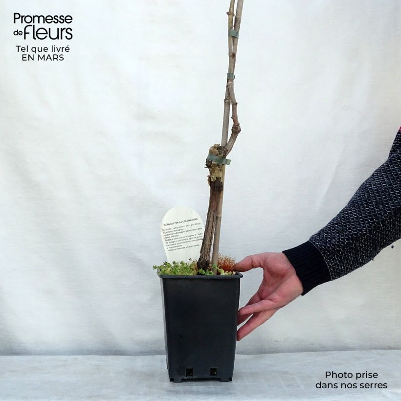 Esimerkki keväällä toimitetusta Aitoviiniköynnös Apirena bianca Pot de 3L/4L-taimesta
