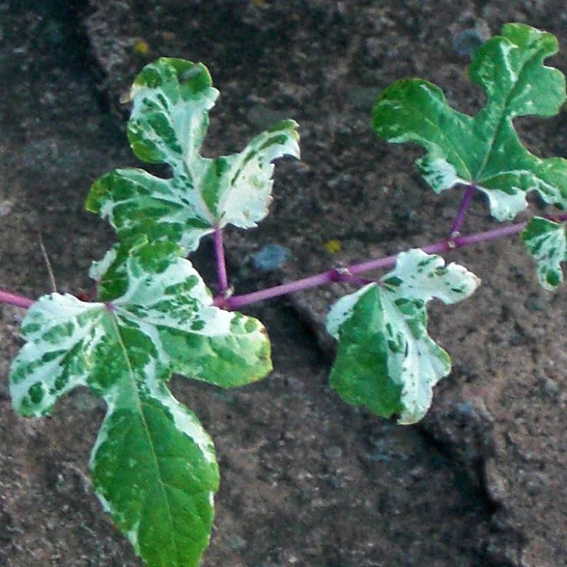 Hopeaviini Elegans (Lehvistö)