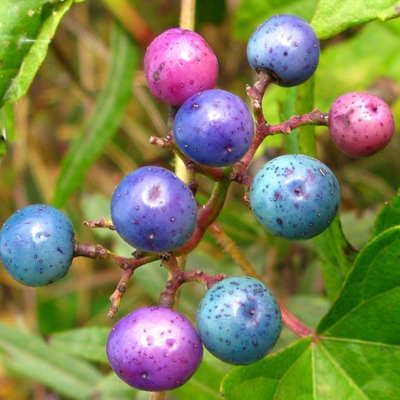 Hopeaviini Elegans (Sadonkorjuu)