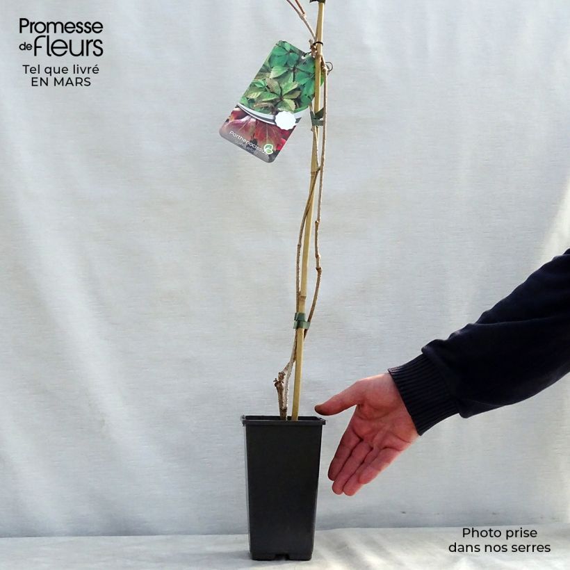 Example of Imukärhivilliviini - Parthenocissus quinquefolia Pot de 2L/3L as you get in printemps