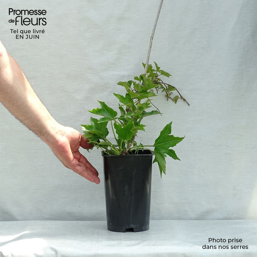 Esimerkki kesällä toimitetusta Raatihuonevilliviini Minutifolia Ruukku 2L / 3L-taimesta