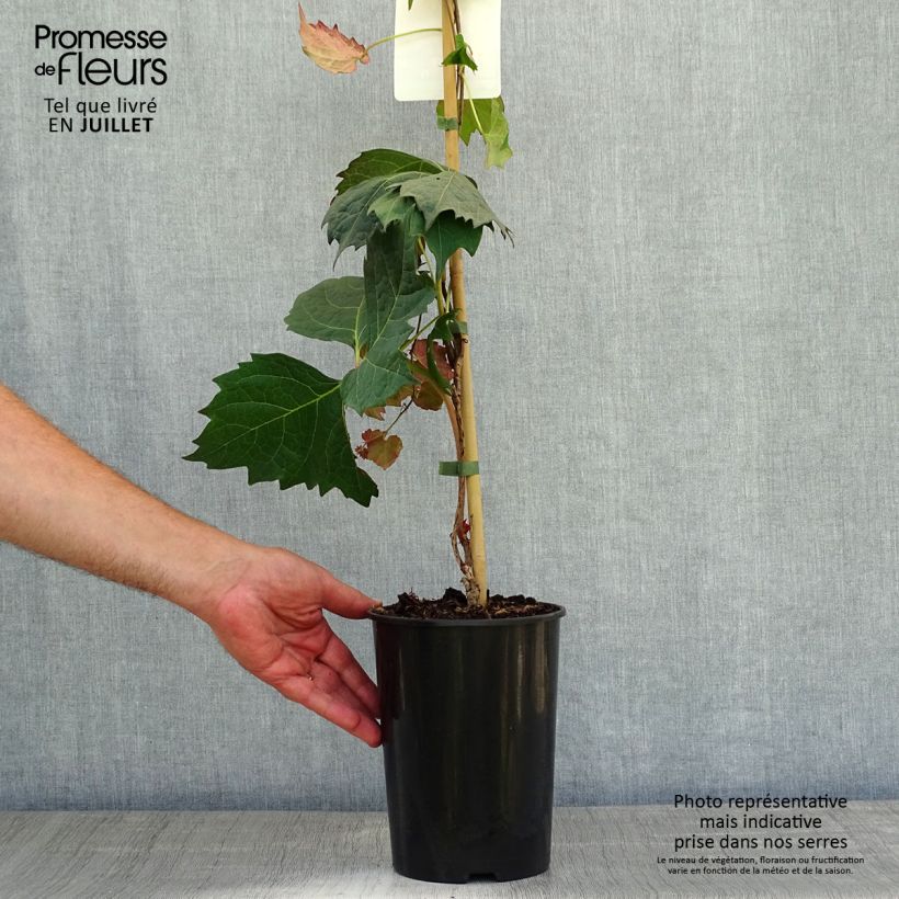 Esimerkki kesällä toimitetusta Raatihuonevilliviini Atropurpurea Pot de 2L/3L-taimesta