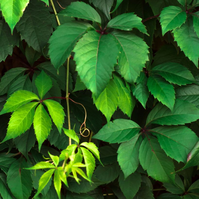 Säleikkövilliviini - Parthenocissus viteacea (Lehvistö)