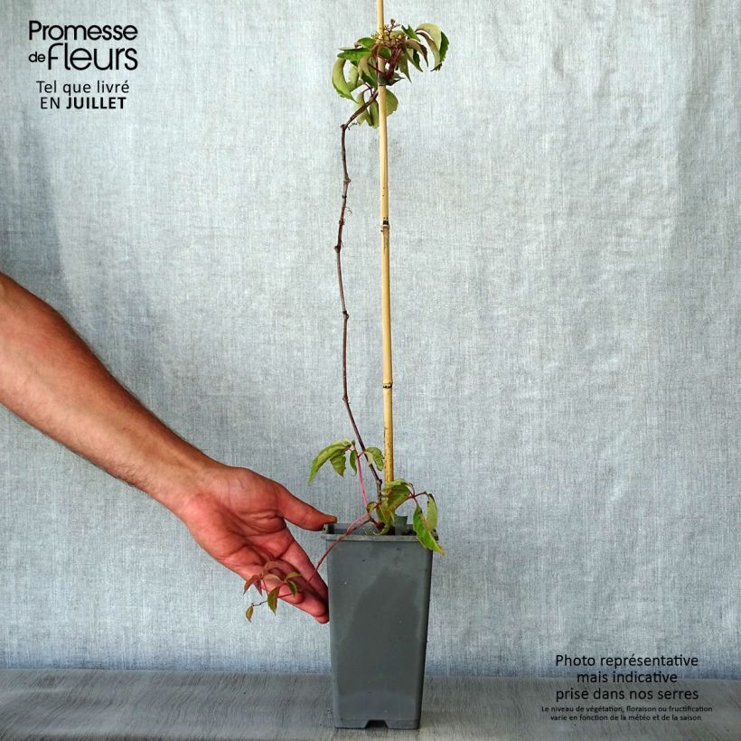 Esimerkki kesällä toimitetusta Kiinanvilliviini - Parthenocissus henryana Ruukku 2L / 3L-taimesta
