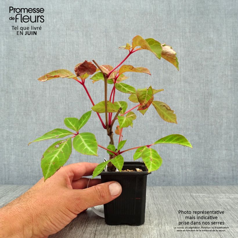 Esimerkki kesällä toimitetusta Kiinanvilliviini - Parthenocissus henryana Taimiruukku 8/9 cm-taimesta