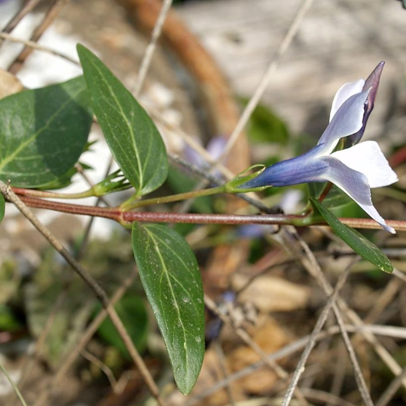 Vaaleatalvio - Vinca difformis (Lehvistö)