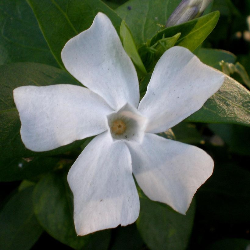 Vaaleatalvio - Vinca difformis (Kukinta)