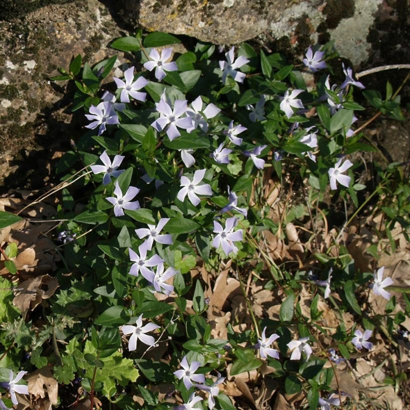 Vaaleatalvio - Vinca difformis (Kasvutapa)