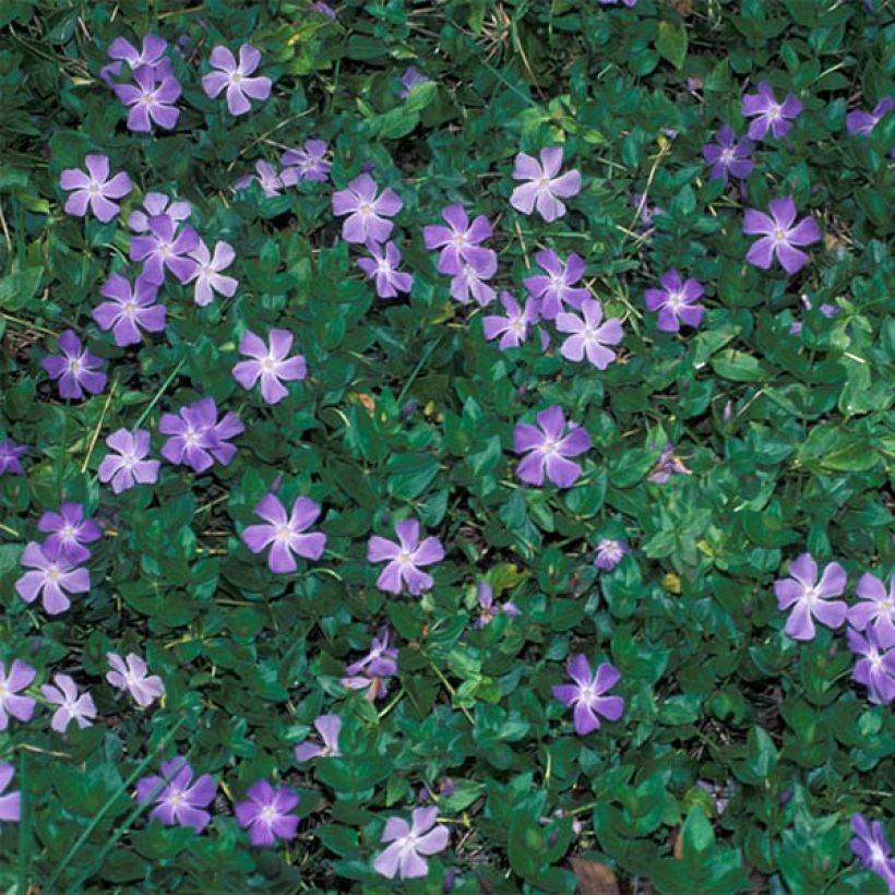 Isotalvio - Vinca major (Kasvutapa)
