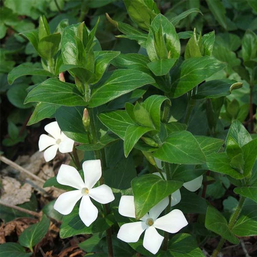 Isotalvio Alba (Kukinta)