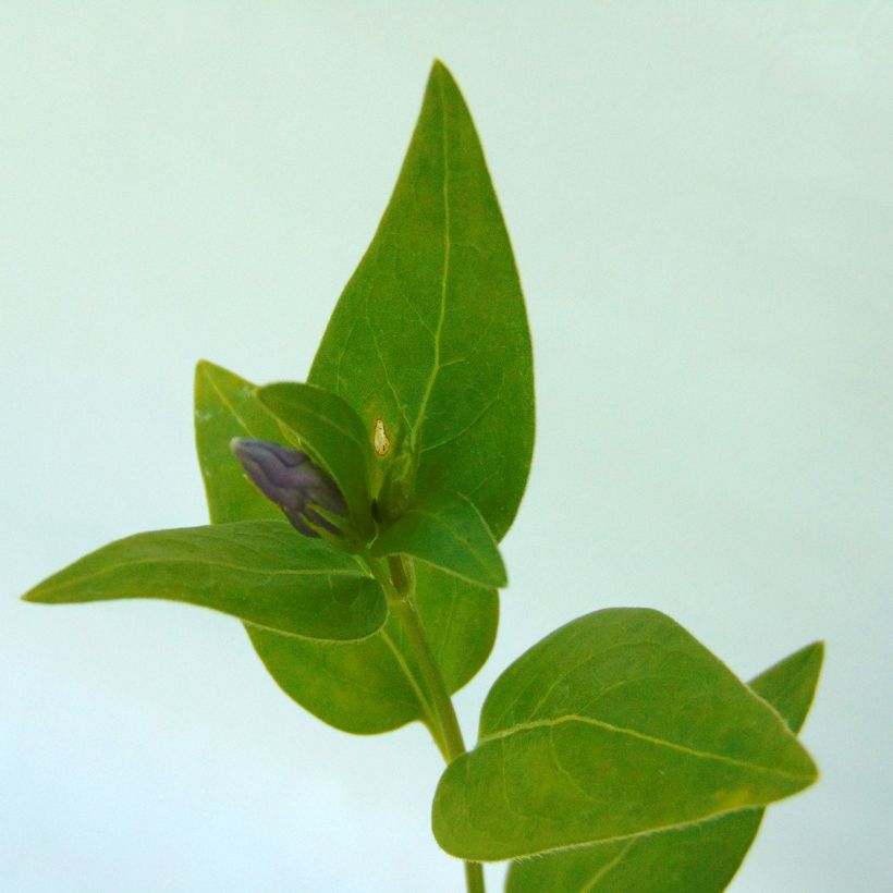 Isotalvio - Vinca major (Lehvistö)