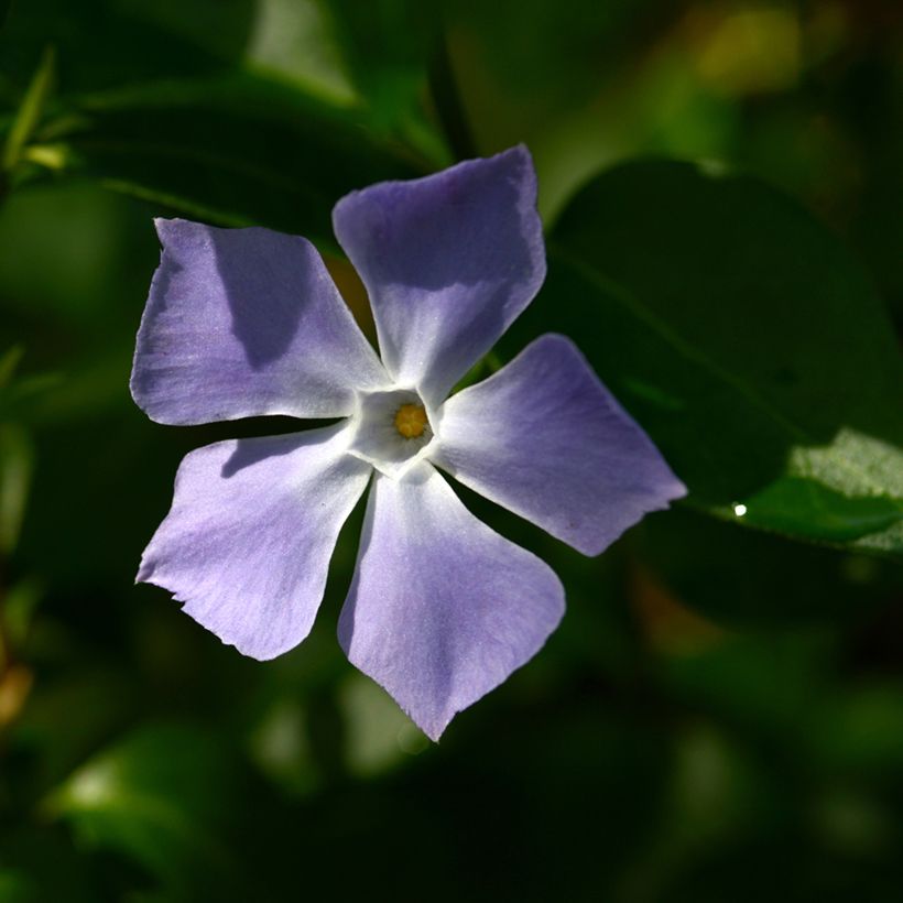 Isotalvio - Vinca major (Kukinta)
