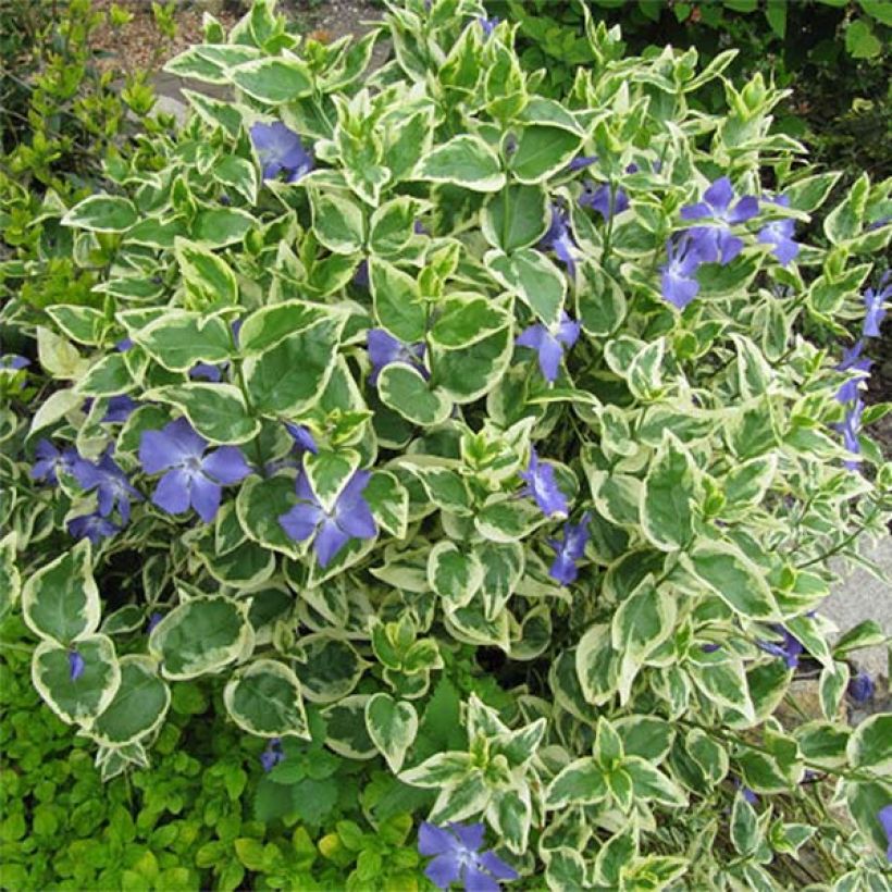 Isotalvio Variegata (Kasvutapa)