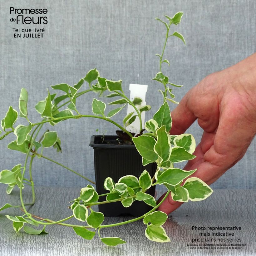 Esimerkki kesällä toimitetusta Isotalvio Variegata Taimiruukku 8/9 cm-taimesta