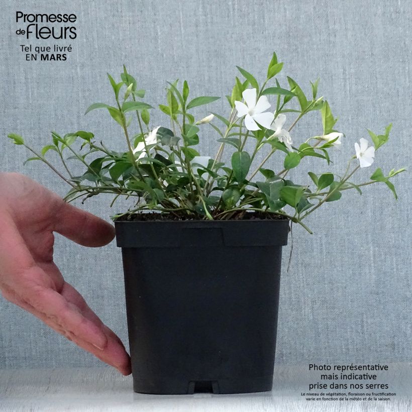 Esimerkki keväällä toimitetusta Pikkutalvio Alba Pot de 2L/3L-taimesta