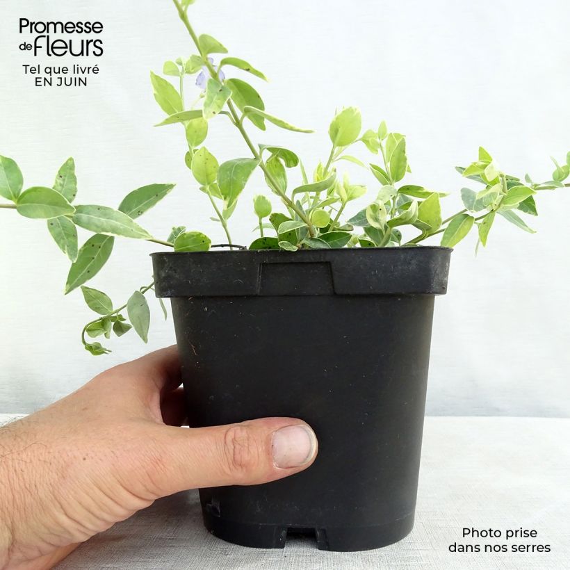 Esimerkki kesällä toimitetusta Pikkutalvio Argenteovariegata Pot de 2L/3L-taimesta