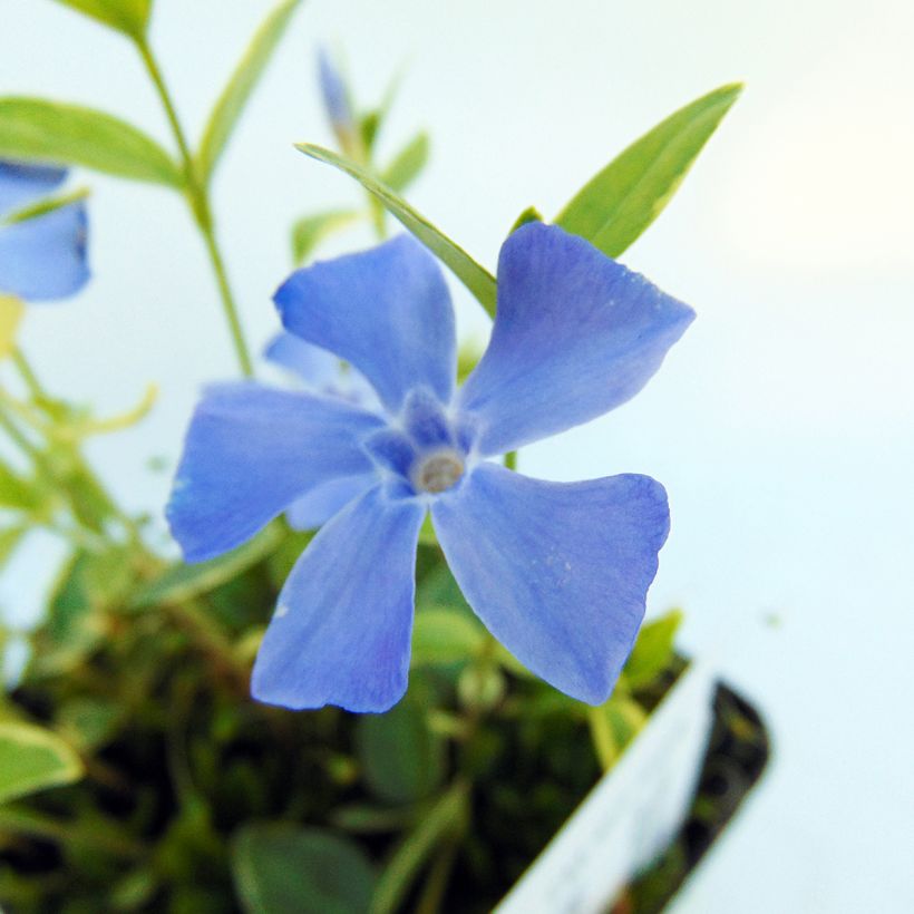 Pikkutalvio Argenteovariegata (Lehvistö)