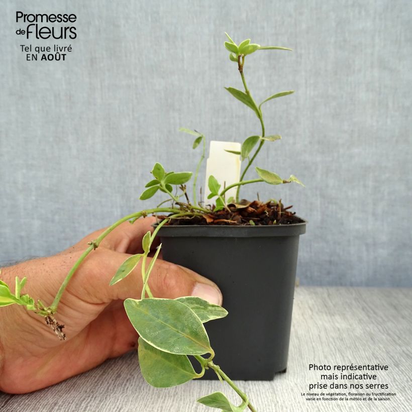 Esimerkki kesällä toimitetusta Pikkutalvio Argenteovariegata Godet de 8/9 cm-taimesta