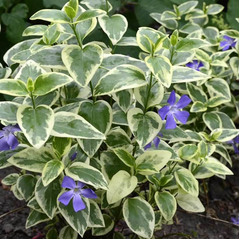 Pikkutalvio Argenteovariegata (Kasvutapa)