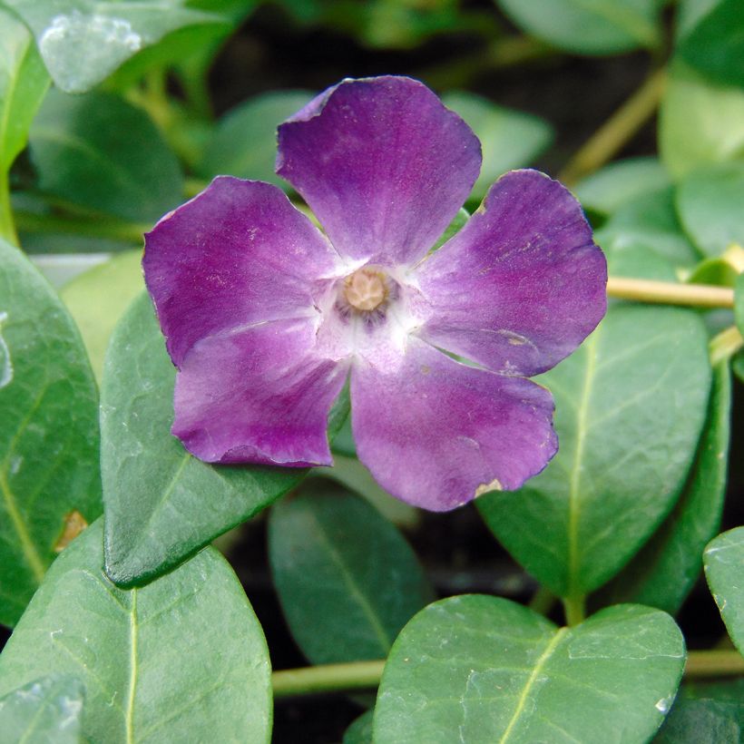 Pikkutalvio Atropurpurea (Kukinta)