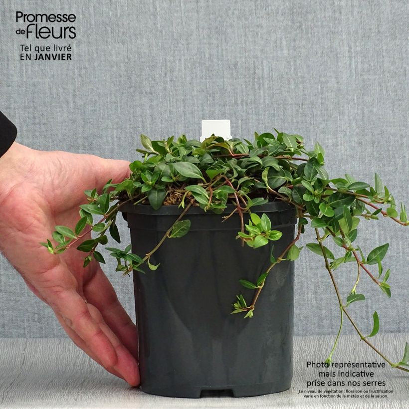 Esimerkki talvella toimitetusta Vinca minor Atropurpurea - Pervenche à petite fleurs   Pot de 2L/3L-taimesta
