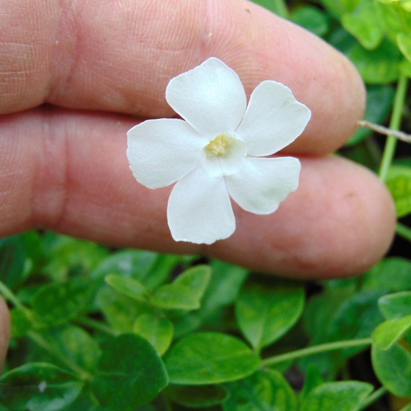 Pikkutalvio Gertrude Jekyll (Kukinta)