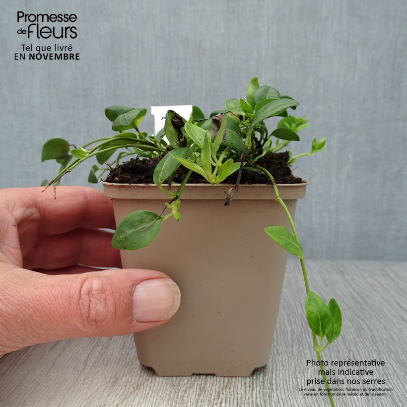 Esimerkki syksyllä toimitetusta Pikkutalvio Gertrude Jekyll 8/9 cm taimiruukku-taimesta