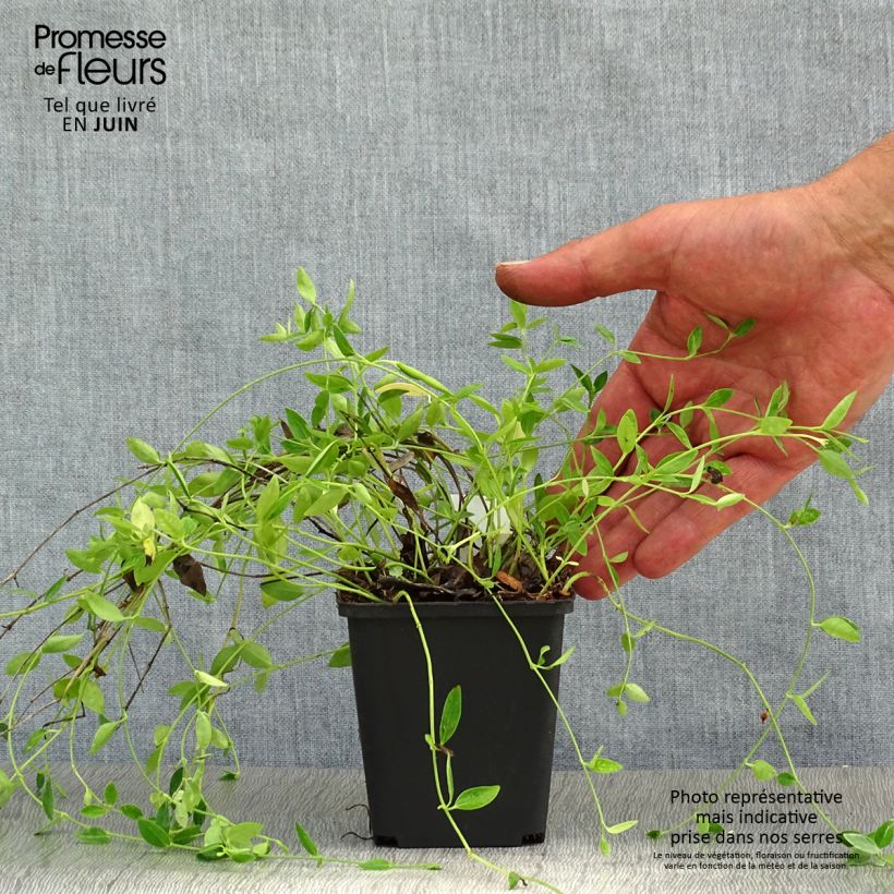 Esimerkki kesällä toimitetusta Pikkutalvio Gertrude Jekyll Taimiruukku 8/9 cm-taimesta