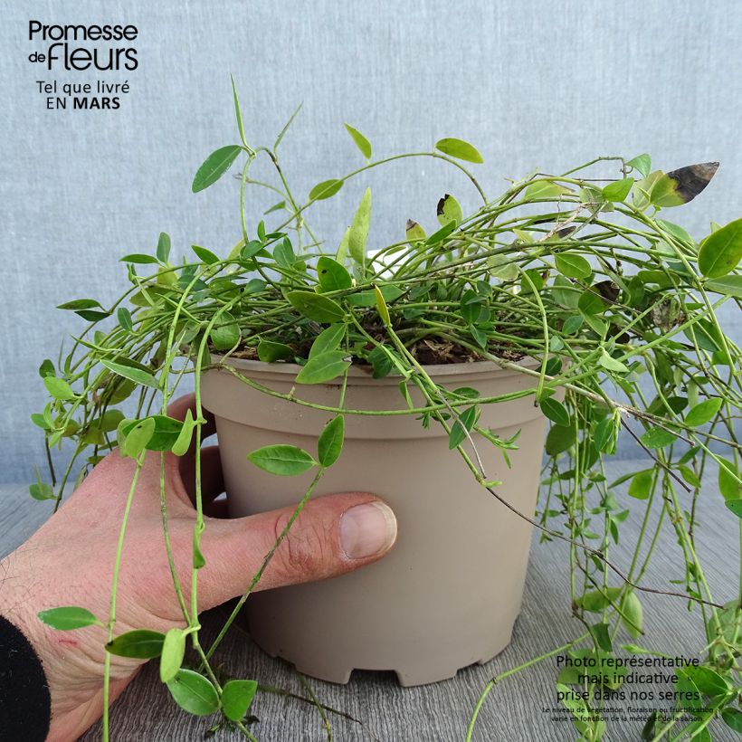 Esimerkki talvella toimitetusta Vinca minor Gertrude Jekyll - Pervenche à petite fleurs  Pot de 2L/3L-taimesta