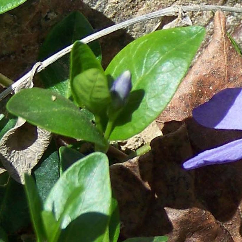 Pikkutalvio - Vinca minor (Lehvistö)