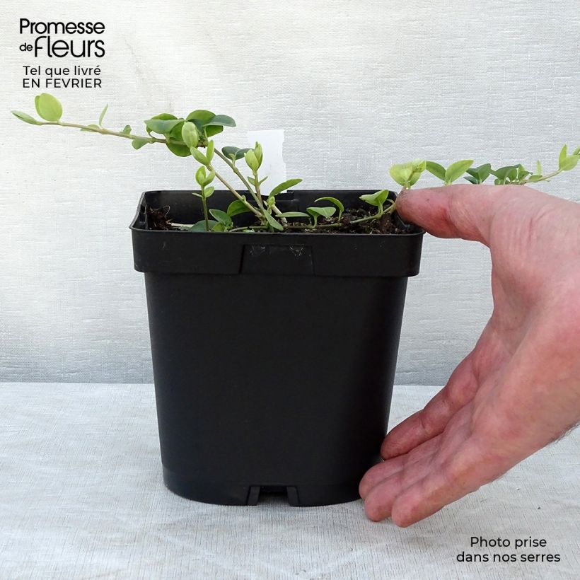 Esimerkki talvella toimitetusta Pikkutalvio White Power Pot de 2L/3L-taimesta