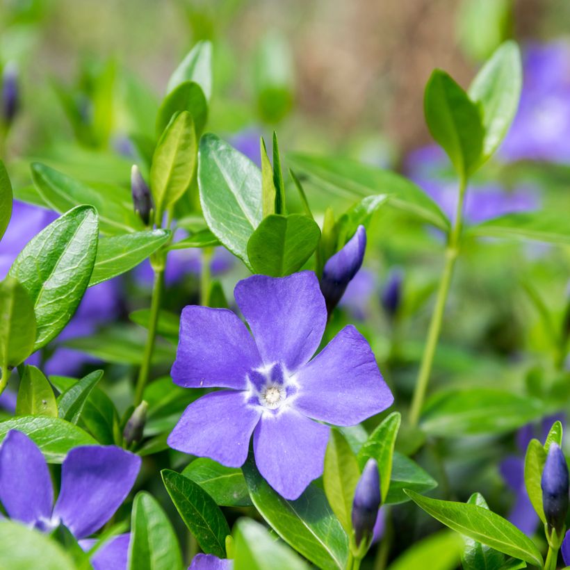 Pikkutalvio - Vinca minor (Kukinta)