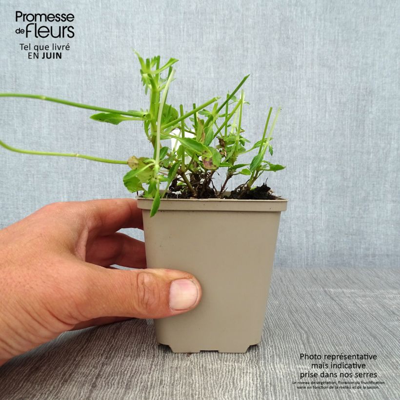 Esimerkki kesällä toimitetusta Tarhasarviorvokki Columbine 8/9 cm taimiruukku-taimesta
