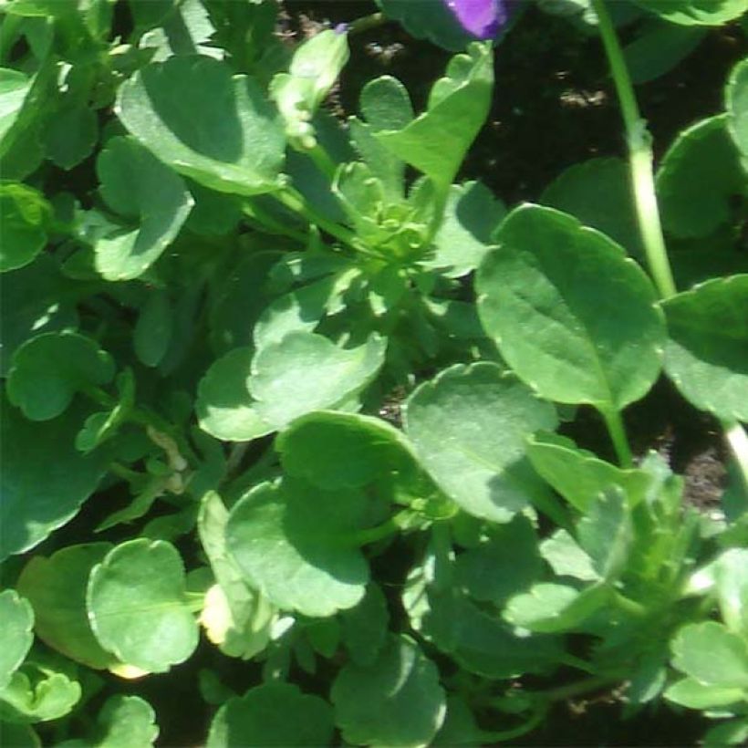 Tarhasarviorvokki Irish Molly (Lehvistö)