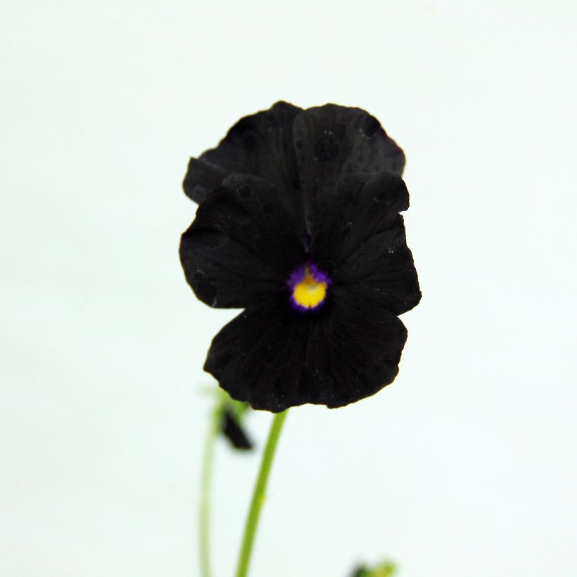 Tarhasarviorvokki Molly Sanderson (Kukinta)