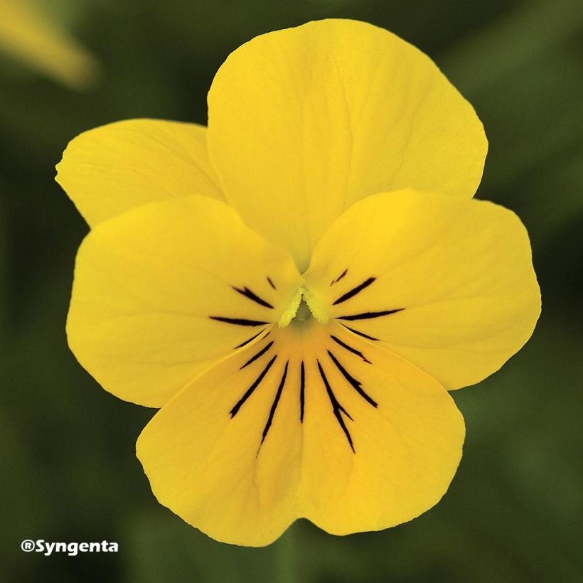 Tarhasarviorvokki F1 Penny Yellow (Kukinta)