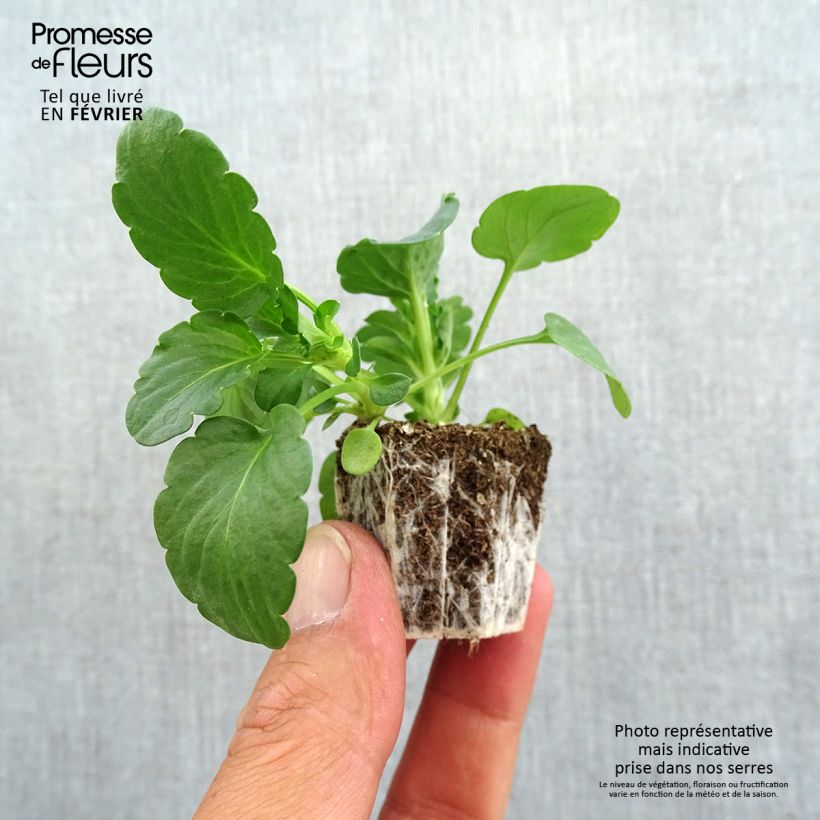 Esimerkki syksyllä toimitetusta Tarhasarviorvokki F1 Prim Up Citrus Mix Jardimotte: 3,8 cm x 3,2 cm paakku 16 kpl:n kasvatusalustassa-taimesta